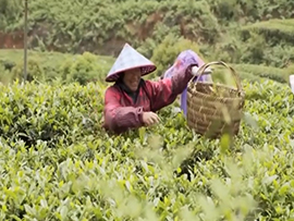 种出好茶门道多