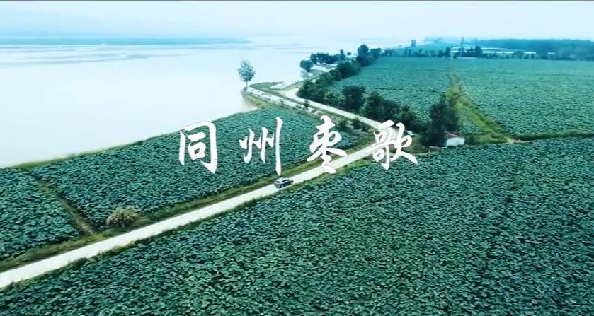 同州枣歌