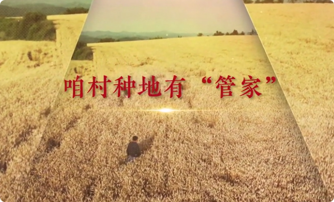 咱村种地有“管家”9