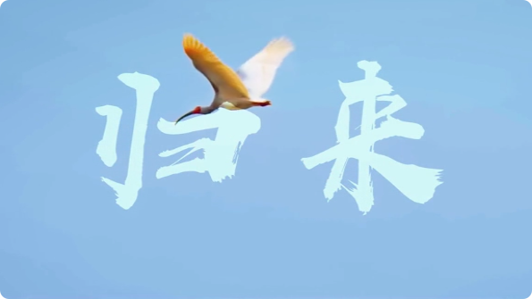 归来