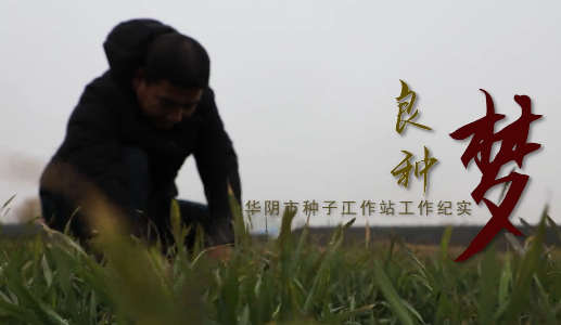 良种梦3