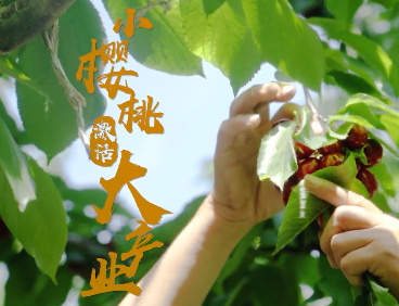 小樱桃激活大产业8