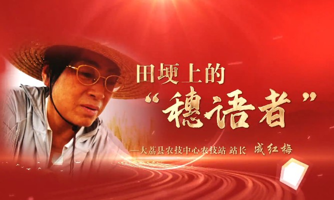 田埂上的“穗语者”